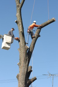 Tree Trimming McKinney, Texas