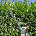 McKinney Hedge Trimming