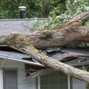 McKinney Emergency Tree Service