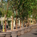 McKinney Tree Planting