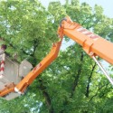 McKinney Tree Trimming