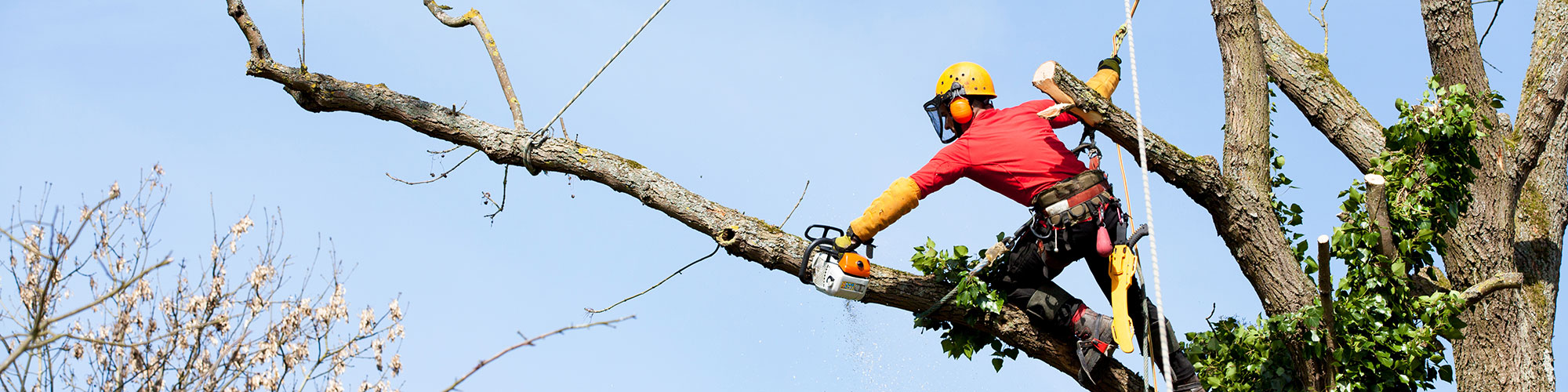 Tree Removal McKinney, Texas