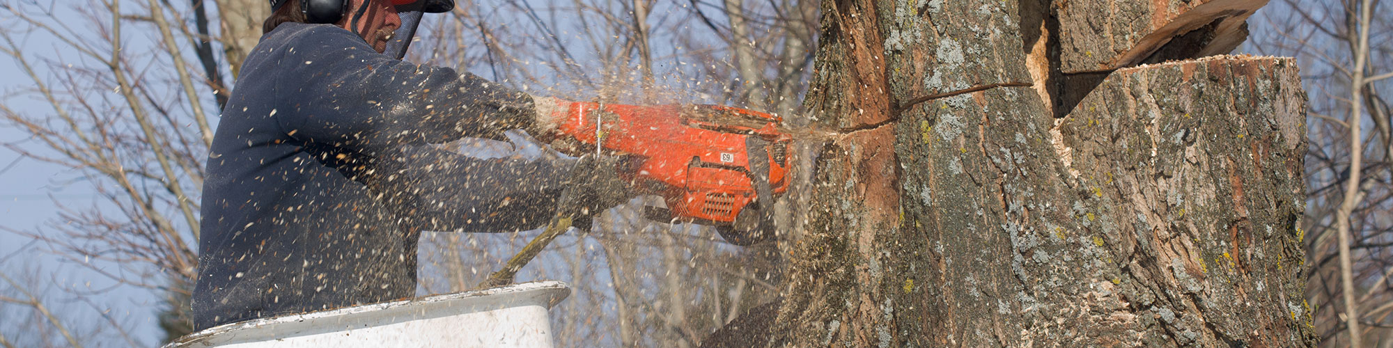 Professional Tree Service McKinney, Texas