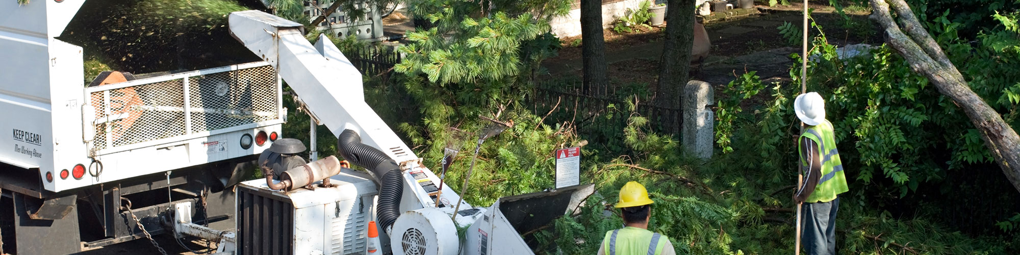 Tree Trimming McKinney, Texas