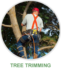 McKinney Tree Services
